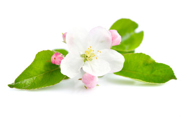 Apple blossom on a white background