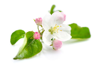 Apple blossom on a white background