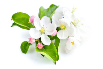 Fototapeta na wymiar Apple blossom on a white background
