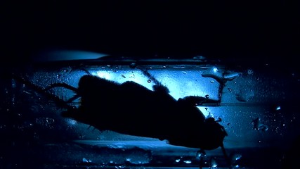 Cockroach isolated is hiding in dark places, light effects