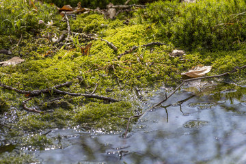 swamp closeup