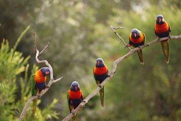 Rainbow Lorikeets