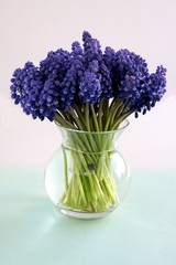 lila flowers of grape hyacint plant close up