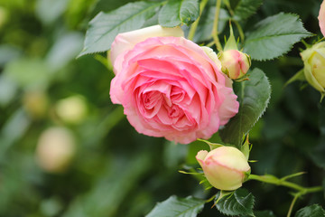 薔薇