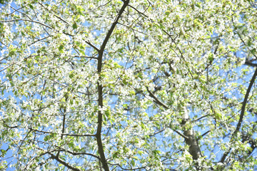 Сherry tree on the sky background