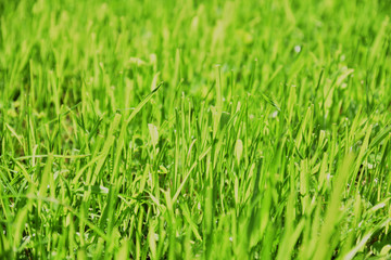 green grass background close-up
