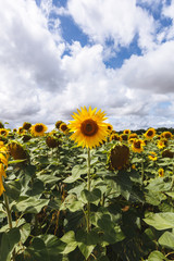 Champ de Tournesol en Provence, France