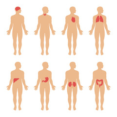 illustration human body anatomy, medical organs system,