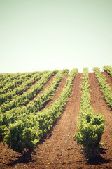 Vineyard in Spain