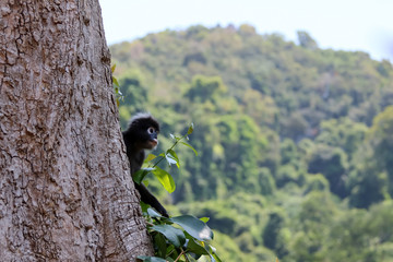 Wild animals,Leaf monkey or Dusky langur jumping on the treetops