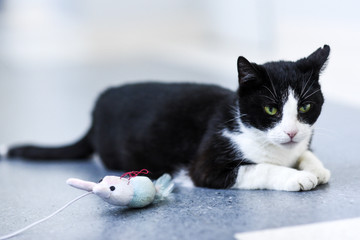 Black-and-white cat relaxing at home.