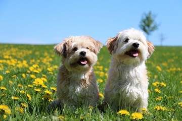 two small dogs are sitting on a field with dandelions