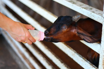 Goat milk is on the farm.