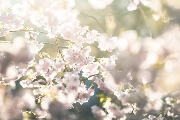 Lente bloemen. Lente achtergrond met kersenbloesem, sakura bloei in de blauwe hemel achtergrond
