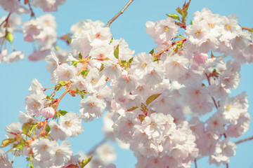 Spring flowers. Spring Background with cherry blossom, sakura bloom in the blue sky background