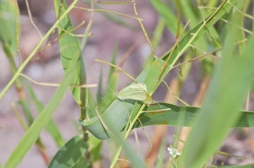 Butterflies camouflaging among green plants