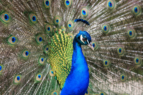 Fototapeta pavone maschio (Pavo cristatus)