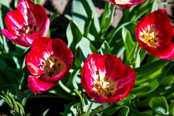 flowers garden red tulips, natural floral background