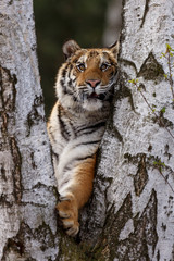 Sibirischer Tiger klettert 