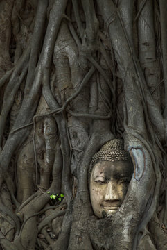 Ruinenstadt Ayutthaya, Wat Mahathat: Buddha Kopf in Baum eingewachsen, Ikone