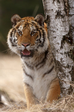 Sibirischer Tiger an einer Birke