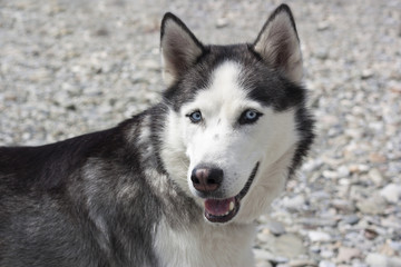 Портрет собаки породы хаски