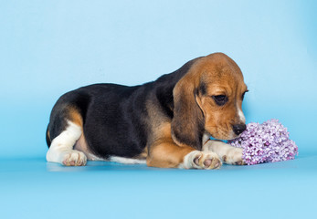 little beagle puppy on a blue background