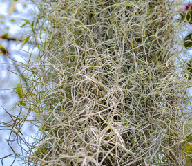 Closeup shot of spanish moss hanging on dense thin branch itself.
