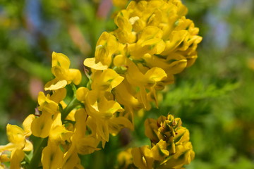Yellow bright flower close up. Yellow Corydalis (Corydalis lutea)