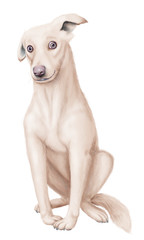 mutt doggy illustration