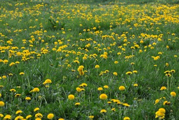 green meadow with blossoming dandelions