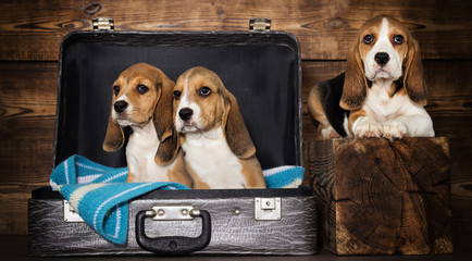 small beagle puppies on a wooden background