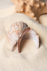 Large seashell filled with sand on beach
