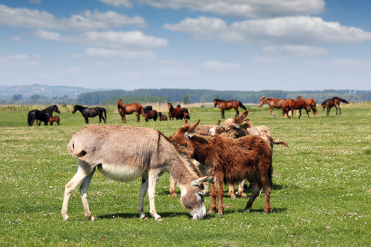 donkeys and horses in pasture