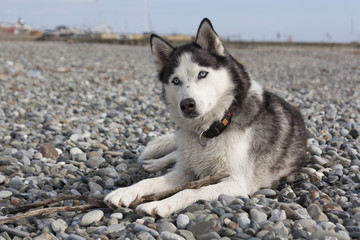 Собака смотрит внимательно в камеру 