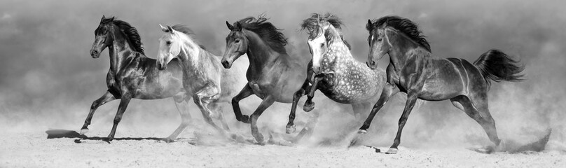 Pferde laufen schnell im Sand gegen den dramatischen Himmel. Schwarz und weiß