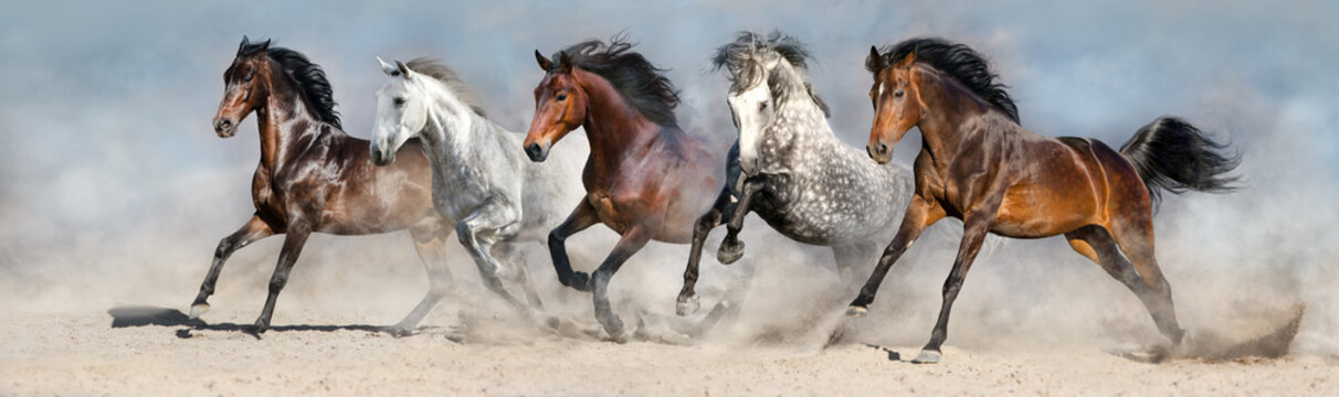 Fototapeta Horses run fast in sand against dramatic sky