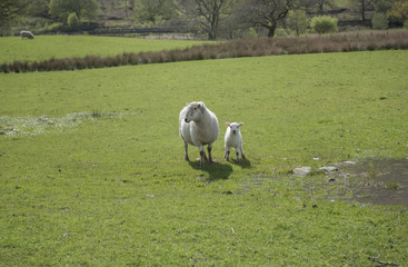 Female sheep and young lamb in a green field 