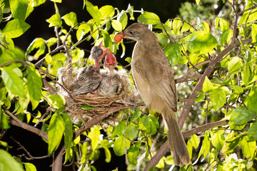 bird mother family streak-eared bulbul or pycnonotus conradi feeding baby in forest nature