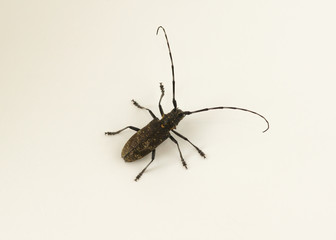 Large black beetle