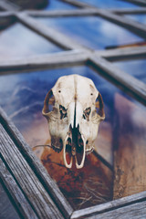 Calavera de un ciervo sobre una ventana que refleja el cielo 