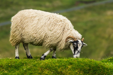 Fototapeta premium Scottish Sheep