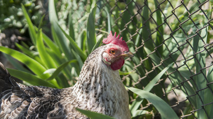 White black chickens with red head on a farm in nature. Hens in a free range farm. Chickens walking in the farm yard and feeding. Animals. Farming.