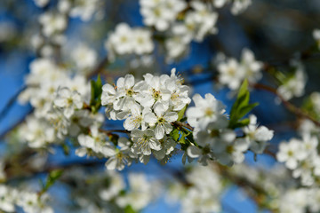 Flowers of cherries. Close-up in the center against a blue sky.