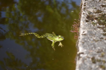 Frosch im Teich