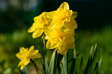 Obraz premium Yellow daffodils on a background of green grass