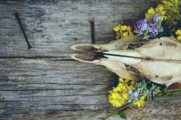Calavera de animal decorada con flores sobre un tablero de madera 