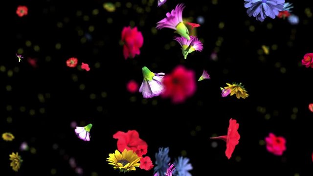 Colorful big flowers background in 4K