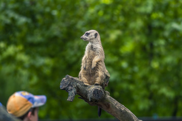 Meerkat in Zoo