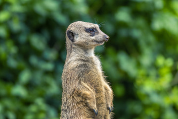 Meerkat